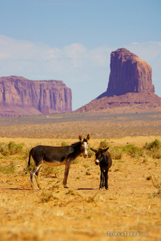 Two mule deer in desert landscape with distinctive rock formations in background.