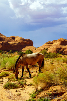 Brown horse grazing on sparse desert vegetation beneath red rock formations and blue sky.