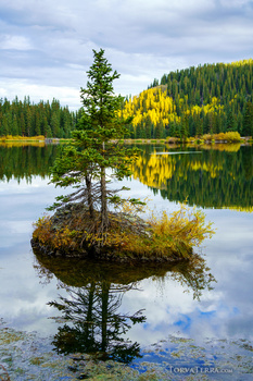 Small evergreen tree growing on a rocky island in a still lake, surrounded by forested shores and reflected in calm water.