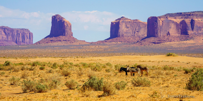 Three horses grazing in a desert valley beneath towering red rock formations under clear sky.