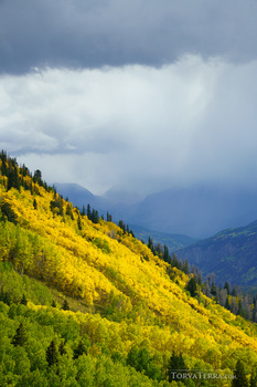 Hillside covered in yellow wildflowers with coniferous trees and mountains beneath dramatic cloudy sky.