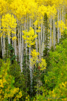Forest canopy of tall white-barked trees with golden yellow foliage in autumn, interspersed with dark green evergreens.