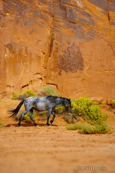 Wild boar walking across sandy ground near a rust-colored rock wall with petroglyphs and green vegetation.