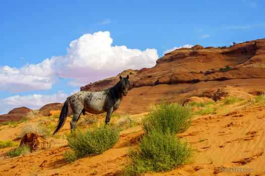 Hyena standing on sandy desert terrain with sparse green vegetation and layered rock formations under blue sky.