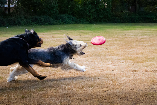 Two dogs chase a pink frisbee across a dirt field with green grass and trees in the background.
