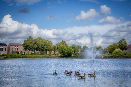 A group of ducks swimming on a calm lake with a fountain in the background and tree-lined shores.