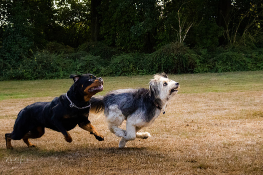 Two dogs running together on a grass field with trees in the background.