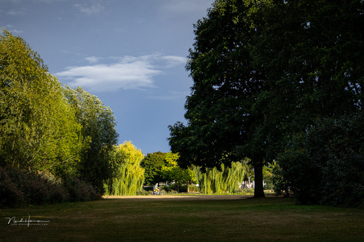 Tree-lined park path with bright green willows framing a distant figure under blue sky.