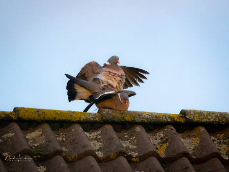 Raptor with wings spread perched on a corrugated metal roof with clear blue sky behind.