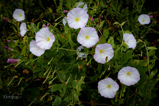 White morning glory flowers with yellow centers blooming among green foliage and stems.