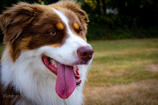 Brown and white dog with tongue out, smiling at camera in outdoor setting.