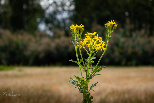 Yellow wildflower with multiple clustered blooms standing alone in a blurred field.