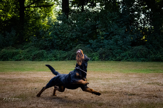 Black and tan dog mid-leap across a dirt field with dense green trees behind.