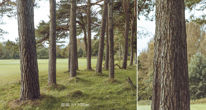 Tall pine trees in an open meadow with detailed bark texture inset on the right.