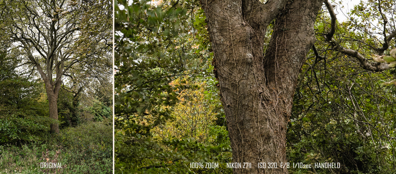 Side-by-side comparison of forest scene showing original image and 100% zoomed view of tree trunk with technical metadata displayed.