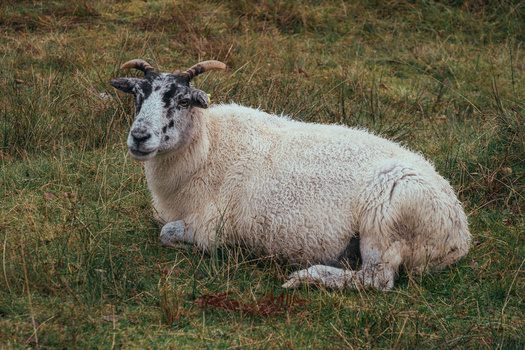 White and gray horned sheep lying in grass, facing camera with alert expression.