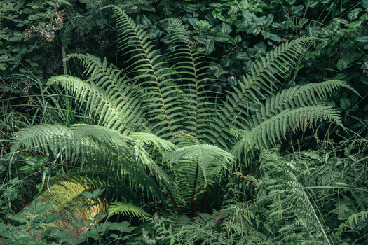 Layered fern fronds with intricate pinnate patterns in a dense forest understory.