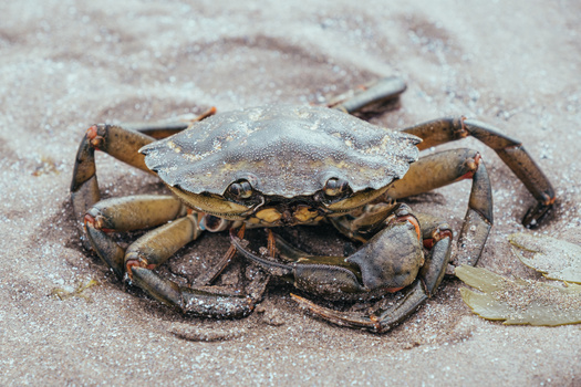 Brown crab on wet sand with detailed shell texture visible.
