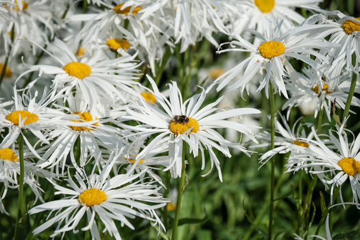 White daisy flowers with yellow centers covered in water droplets against blurred green foliage.