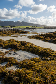 Rocky seaweed-covered shoreline with tidal pools under partly cloudy sky and distant mountains.