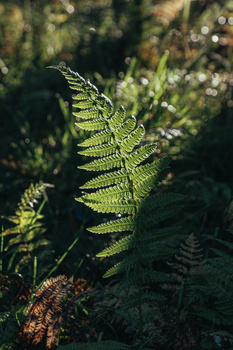 Sunlit fern frond with delicate green leaflets backlit against a blurred forest background.
