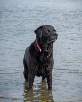 Black Labrador Retriever standing in shallow water wearing a red collar.