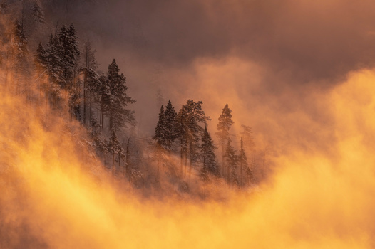 Coniferous forest shrouded in golden mist and dramatic clouds at sunrise or sunset.