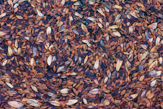Close-up of mixed seeds and nuts with brown, tan, and white tones scattered across a dark background.
