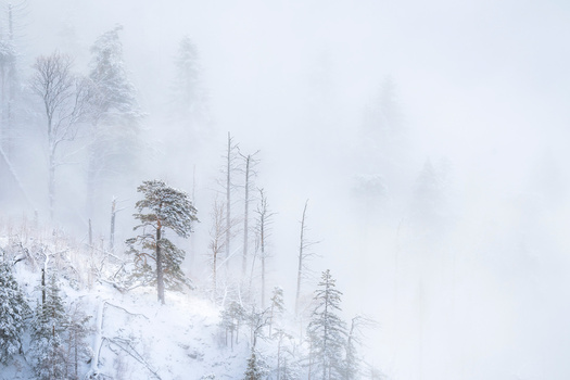 Snow-covered forest with bare and evergreen trees emerging from thick fog and mist.