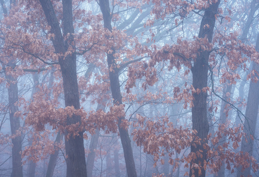 Misty forest with dark tree trunks and rust-colored autumn foliage in soft focus.