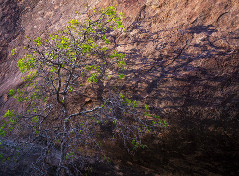 Small green tree with delicate foliage growing against a large weathered rock face, casting a sharp shadow.