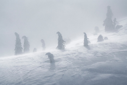 Snow-covered evergreen trees emerging from heavy fog on a steep mountain slope during a winter snowstorm.