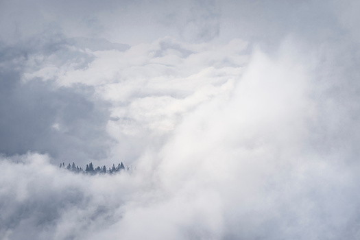 Small cluster of evergreen trees silhouetted against thick clouds on a mountainside.