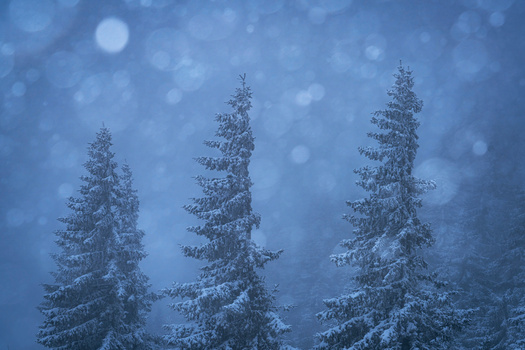 Three snow-covered evergreen trees in heavy falling snow with blue-tinted winter lighting.