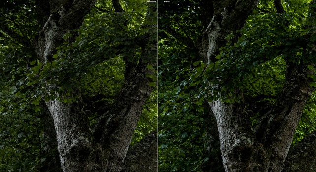 Side-by-side comparison of a gnarled tree trunk wrapped in dense green foliage, showing subtle differences in tone and contrast.