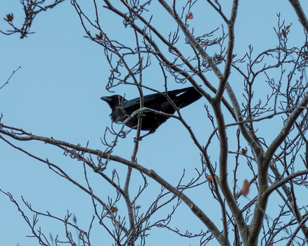Black bird in flight among bare tree branches against clear blue sky.