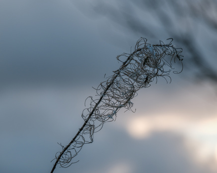 Tangled wire or vine silhouetted against a cloudy sky at dusk.