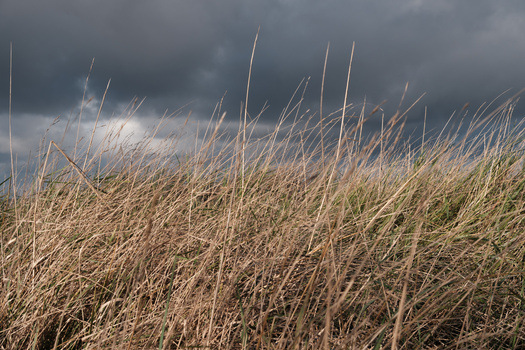 Dried ornamental grasses backlit by diffused sunlight beneath a dramatic cloudy sky.