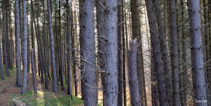 Tall coniferous forest with parallel tree trunks creating strong linear perspective and dappled sunlight through the canopy.