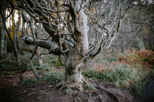 Gnarled tree with twisted branches and exposed roots in a misty forest clearing.