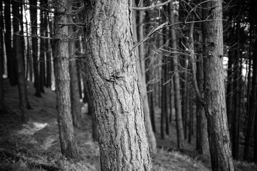 Dense forest of tall coniferous trees with deep depth of field in black and white.
