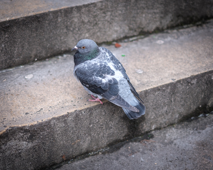 Gray pigeon perched on concrete steps in natural daylight.