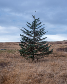 Solitary evergreen tree standing in expansive moorland with golden brown grasses under overcast sky.