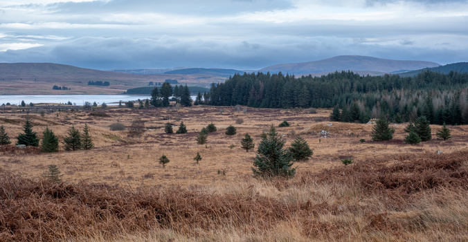 Scottish Highlands landscape with moorland, scattered conifers, and distant mountains under dramatic clouds.