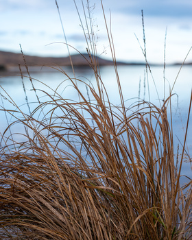 Brown dried grasses in foreground with blurred lake and sky in background.