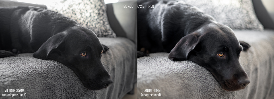 Black dog resting on gray fabric, comparing two lenses: Viltrox 35mm and Canon 50mm with adapter.