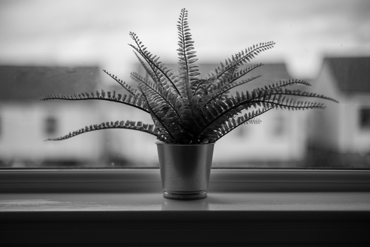 Potted fern with feathery fronds positioned on a windowsill against a blurred urban backdrop.