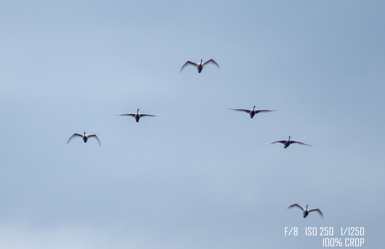 A flock of birds flying across a clear blue sky, photographed from below.