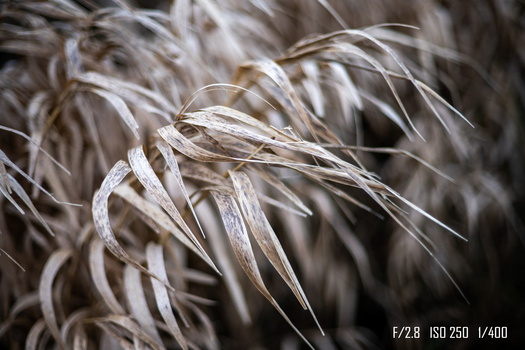 Dried ornamental grass seedheads with delicate, wispy strands backlit against a soft, blurred background.