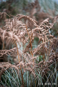 Frost-covered ornamental grasses in sharp focus with blurred evergreen foliage behind.